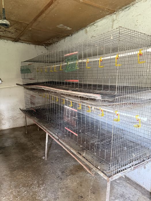 Custi  gaini ouatoare