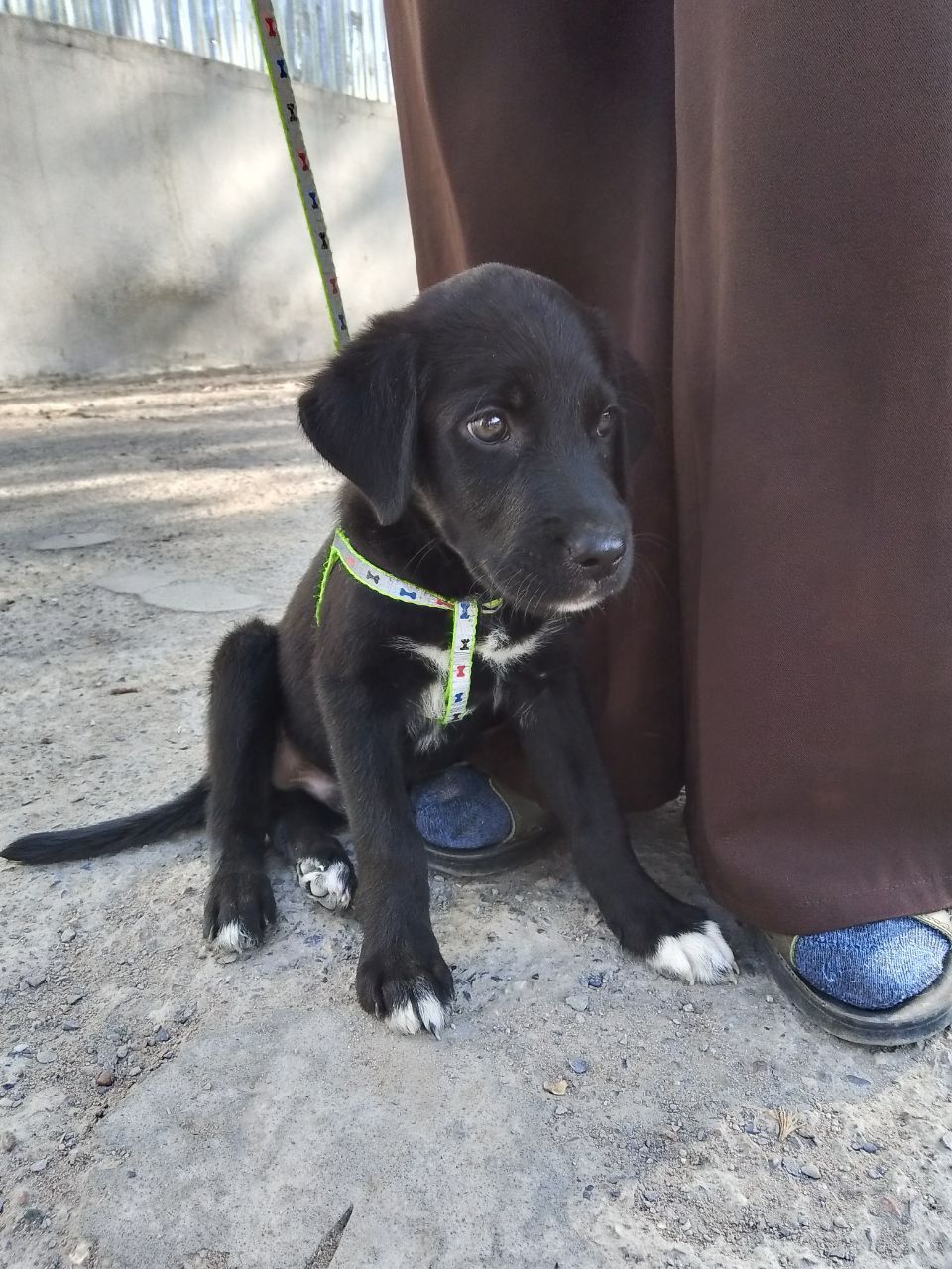 Продается  щенок лабрадора