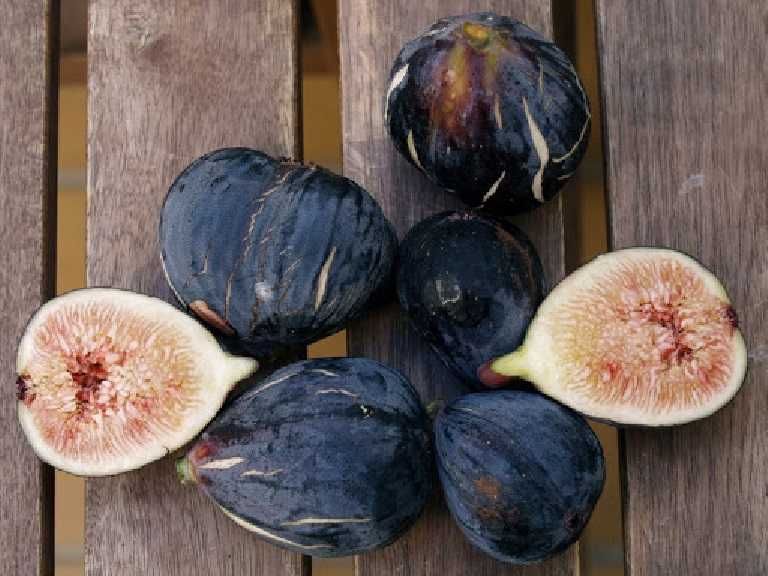 Smochin Napolitana / Ficus carica Napolitana în Ghiveci