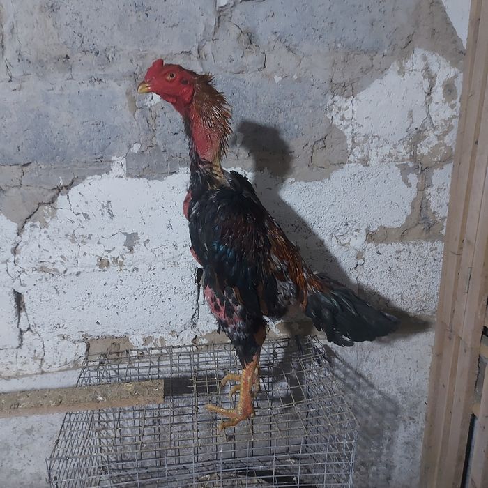 Шамо хинт 1.5 год шпорист