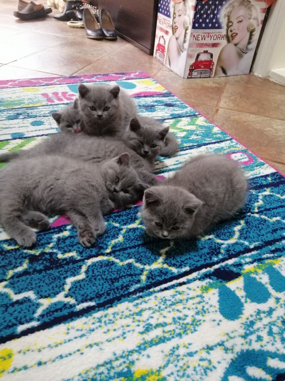 Puiuți de British Shorthair rasă pură