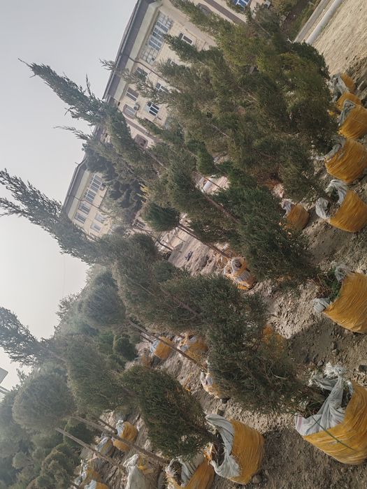 Сасна кучатлари ва турли хилдаги манзарали кучатлар сотувда.