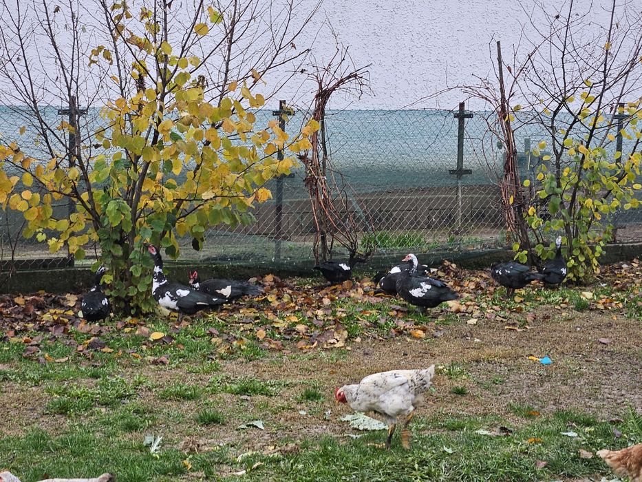 Rate lesesti de anul acesta