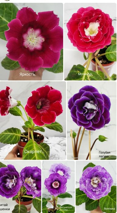 Укоренные листочки глоксиний с ростками.