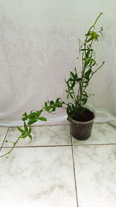 Стайни и балконски цветя