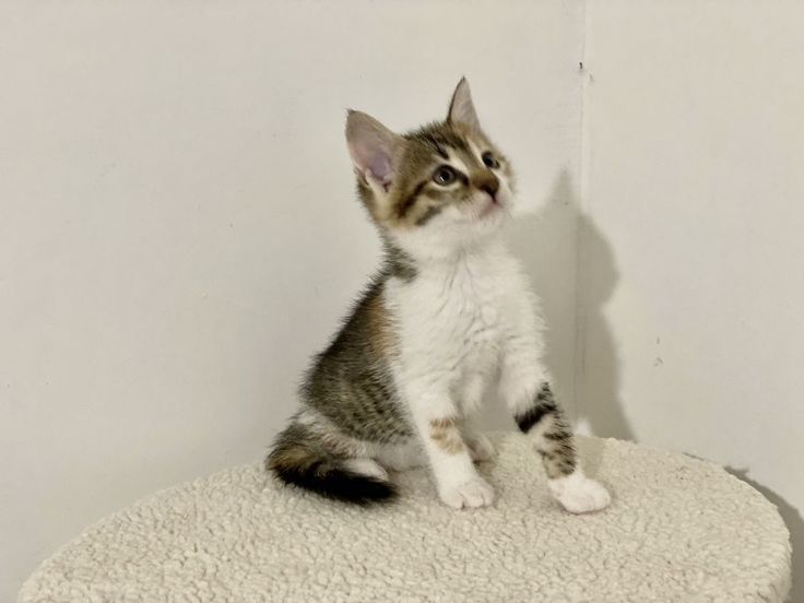 Siberiana de pădure