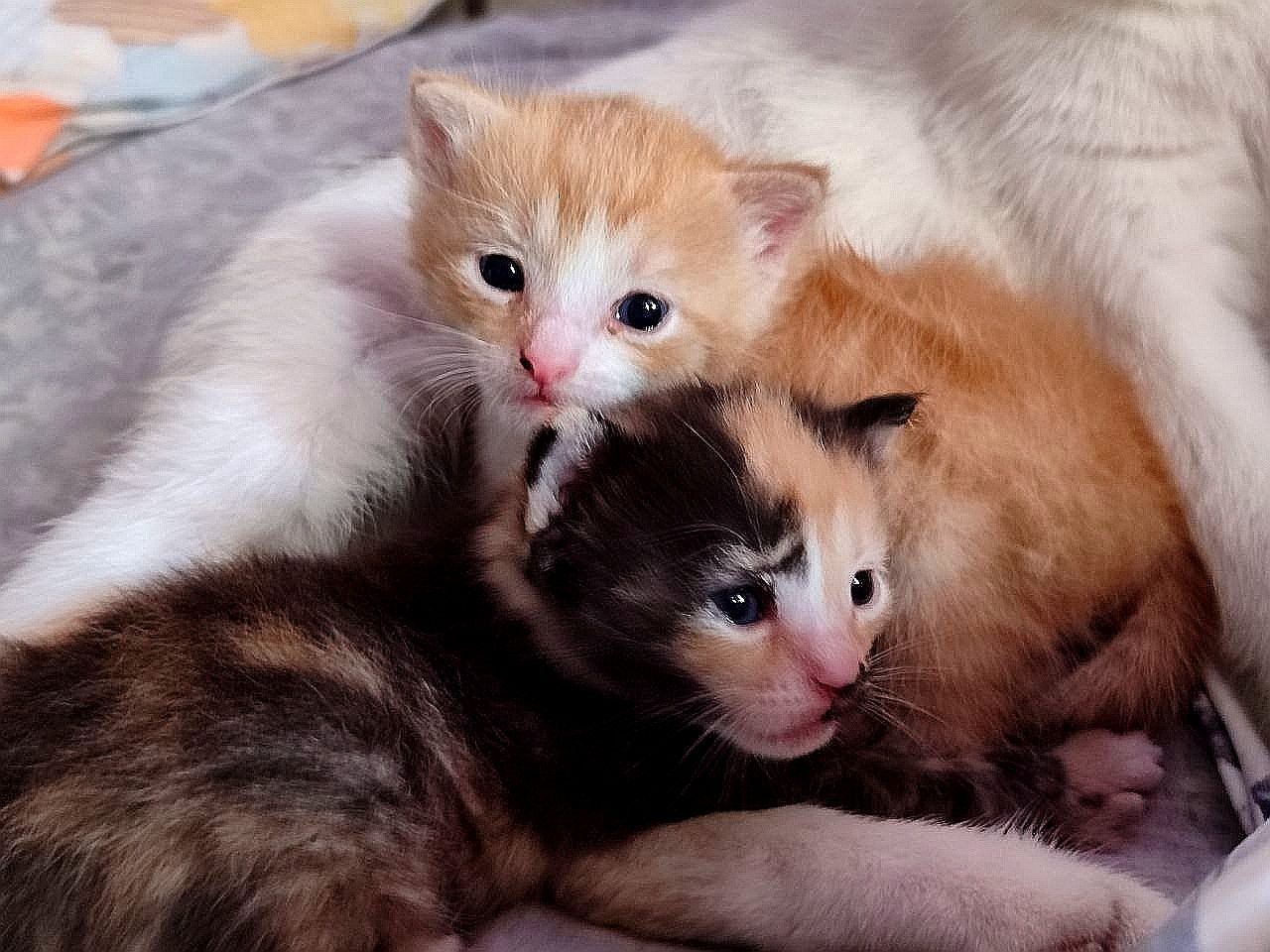 Котята 2 месяца и их мама с паспортом