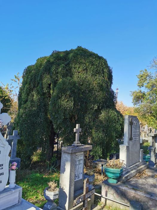 Vând donez loc de veci Eternitatea