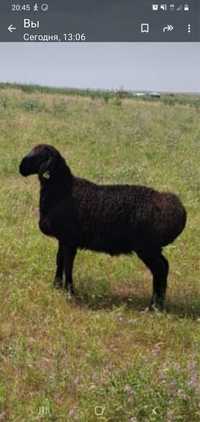 Продаем овец жирных Астана