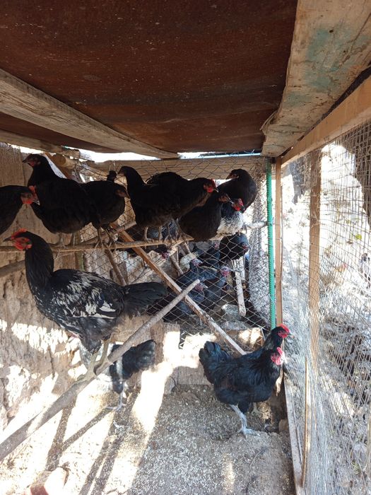 Asalomu alekum qorozlar sotladi