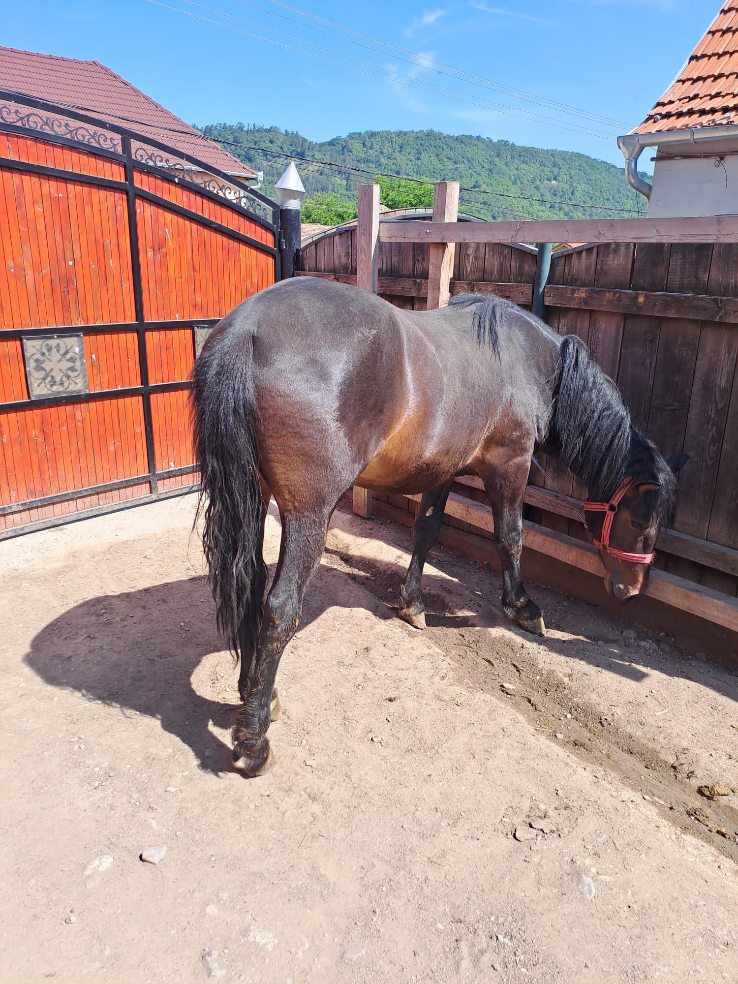 Vând sau schimb mânz de 1 an și 10 luni cu o Vaca