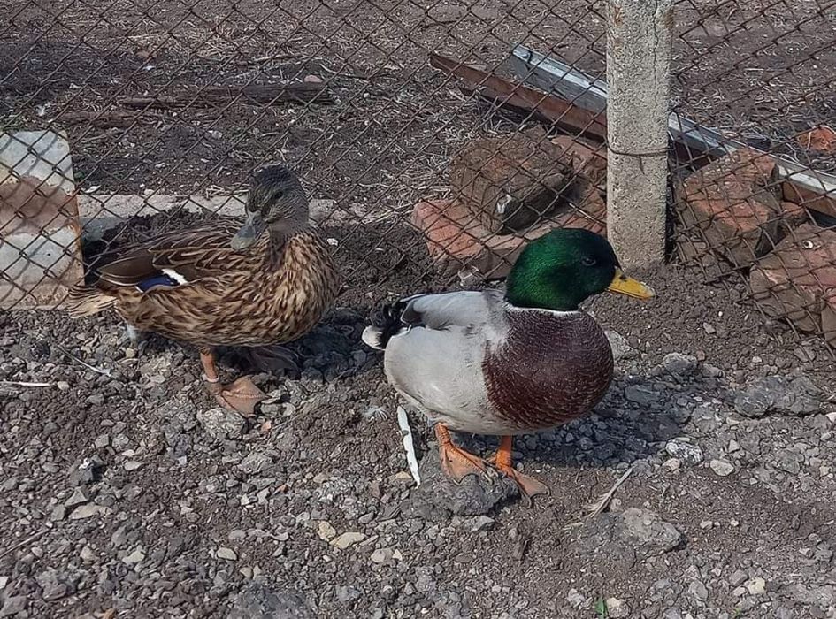 Патици Каки Кембъл и Зеленоглави