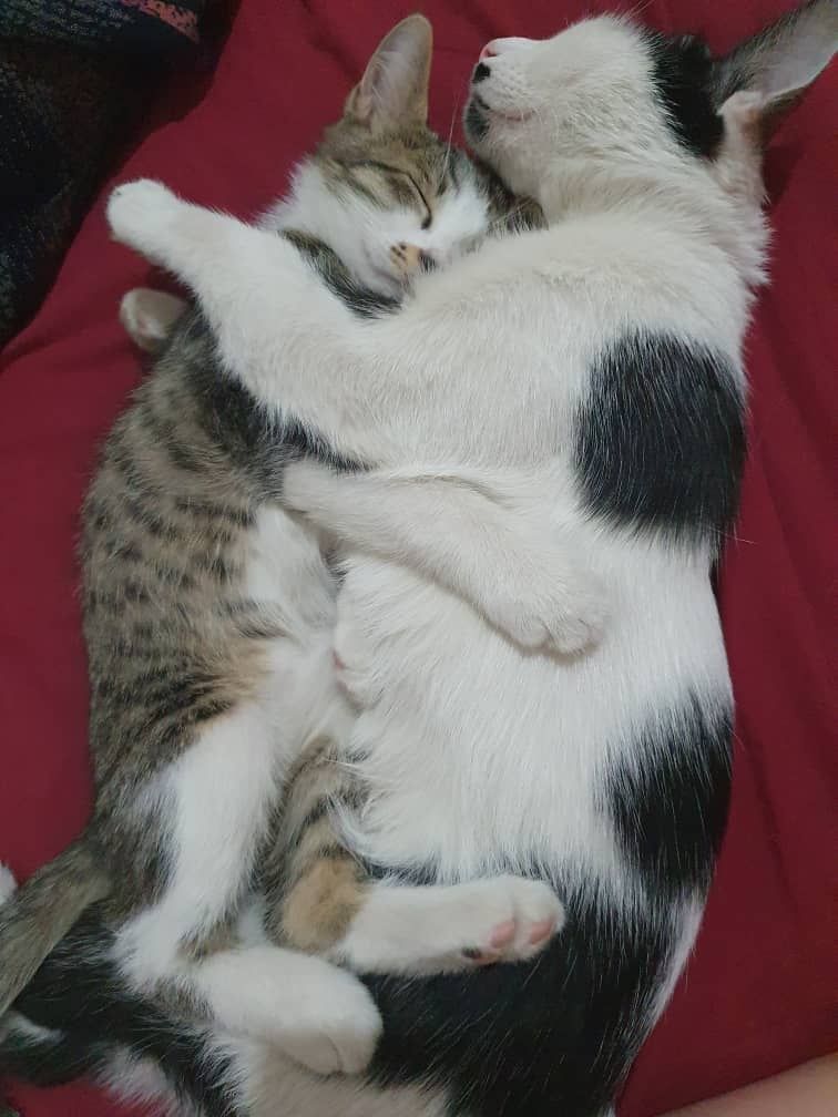 Домашние   кошки