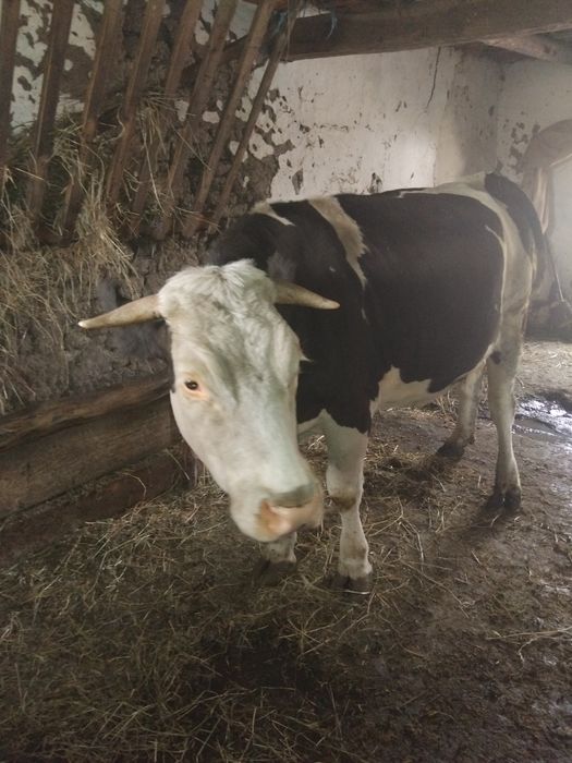 Vând vaca tânără