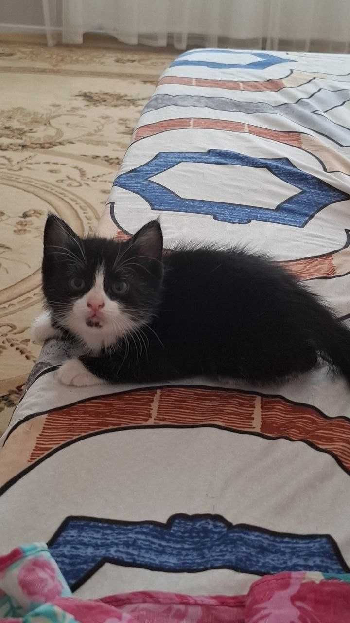 Отдам котят бесплатно