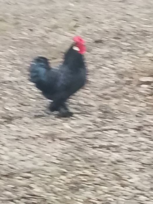 Vând cocoș american vârstă opt luni