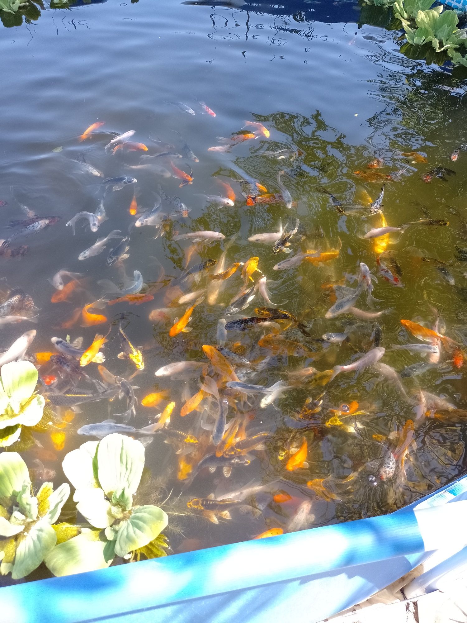 Crap koi , pești de iaz, lac , carasi comete și Shubunkin