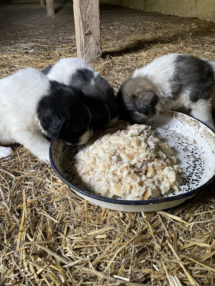 Кученца. Каракачанки