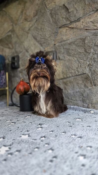 Шоколадов йоркширски териер