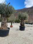 Plante ornamentale disponibile cu montaj la cerere