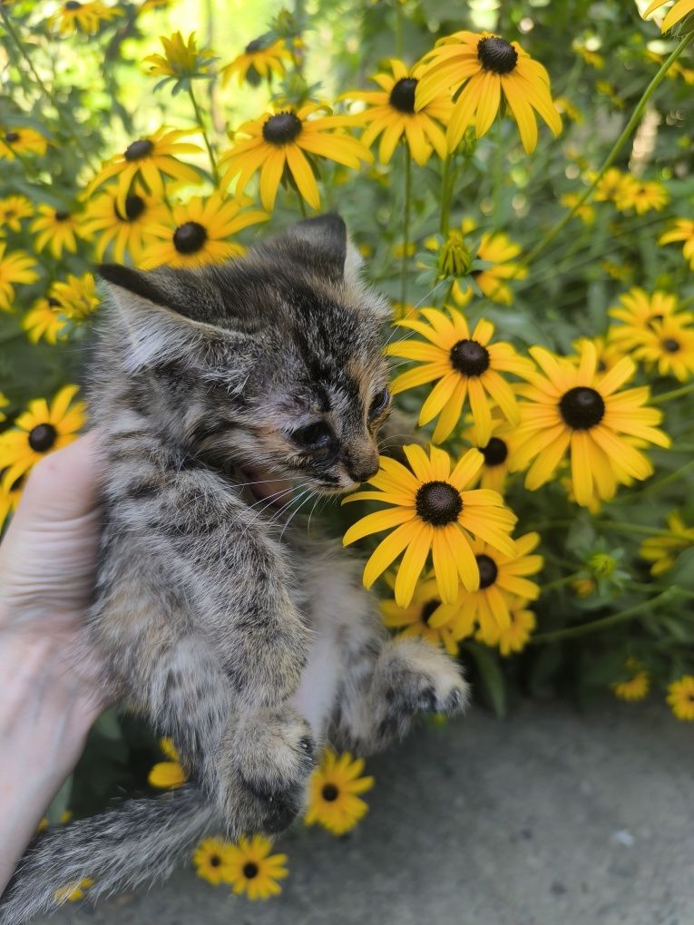 Отдам котят в хорошие руки