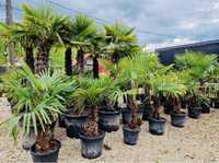 Plante ornamentale, tuia,magnolia,gard viu,plante exotice,palmieri