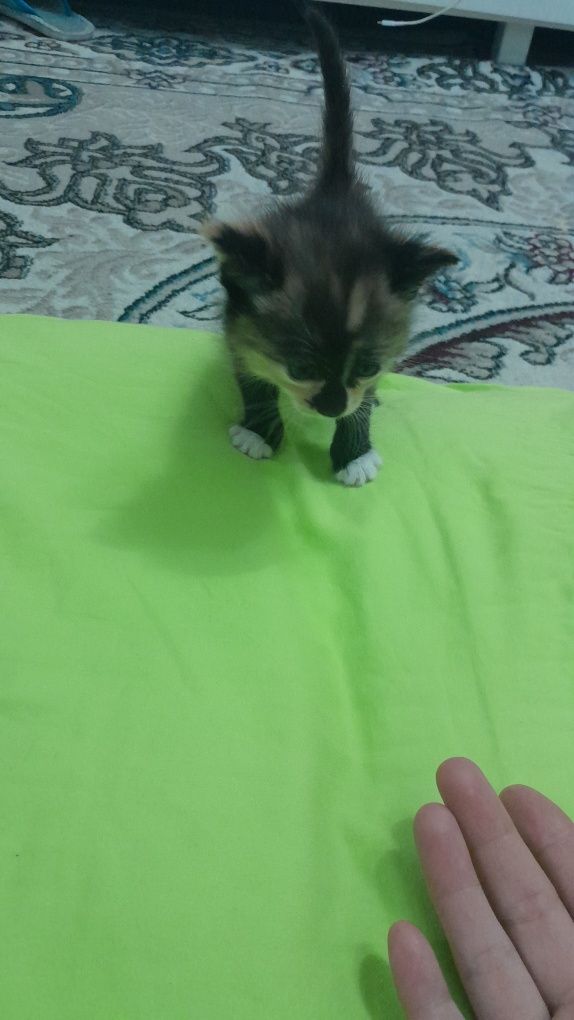 Котята 1 месяца девочки