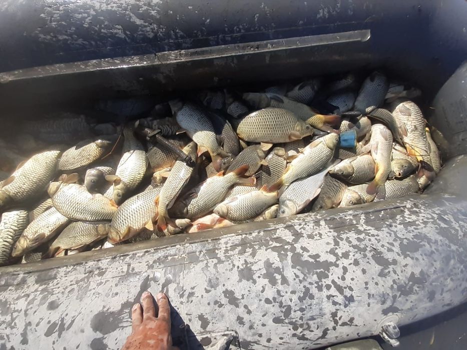 Прлдается сеголетка карпа