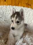 Husky Siberian Argintiu