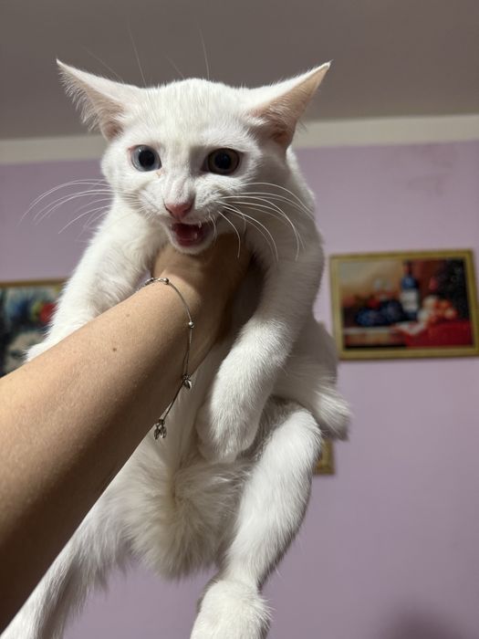 Скитиш страй необычным окрасом глаз