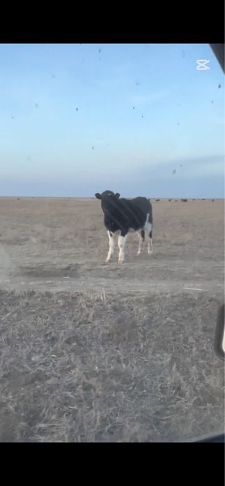 Продам подсосы 10 голов