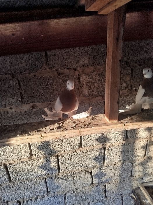 Qopqon kaptarlar sotiladi