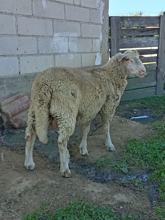 Berbec de rasa de vânzare