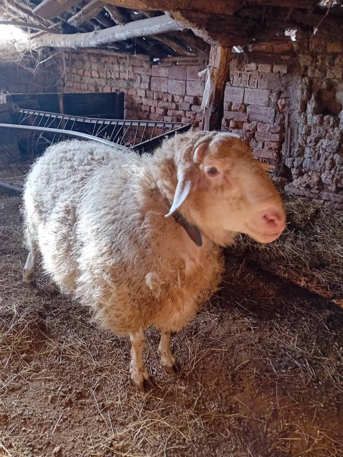 Продавам коч за разплод