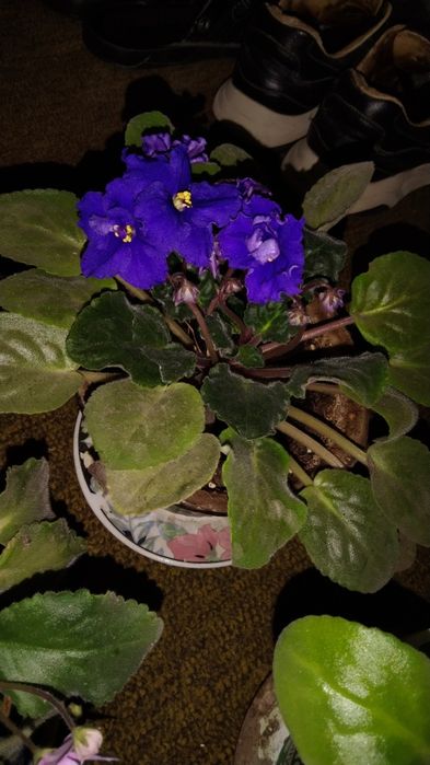 Фиалки цветущие взрослые.