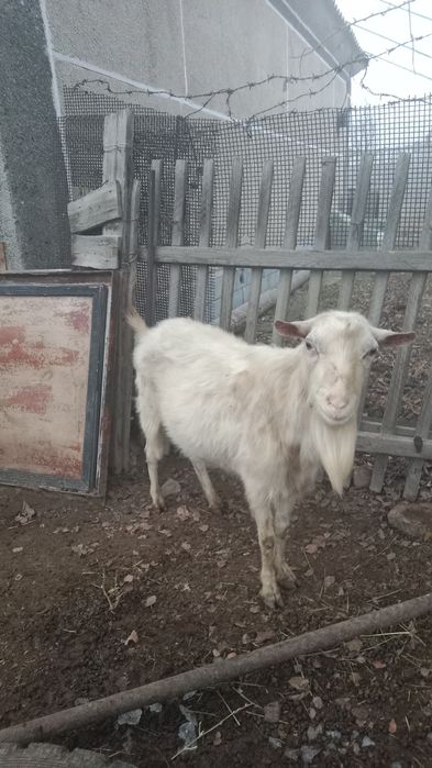 Продам Козел парода Зайны почти 2 года очень хорошие всё есть
