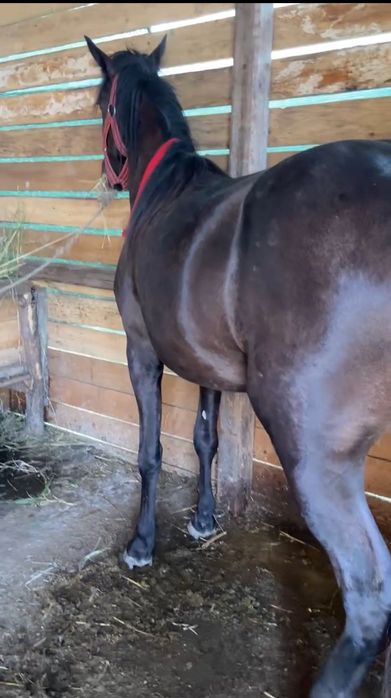 Vând sau schimb unde e cazul ofer diferență !