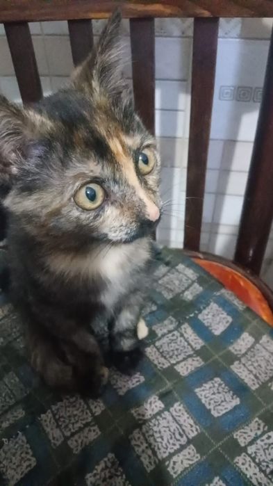 Отдам котёнка в хорошие руки