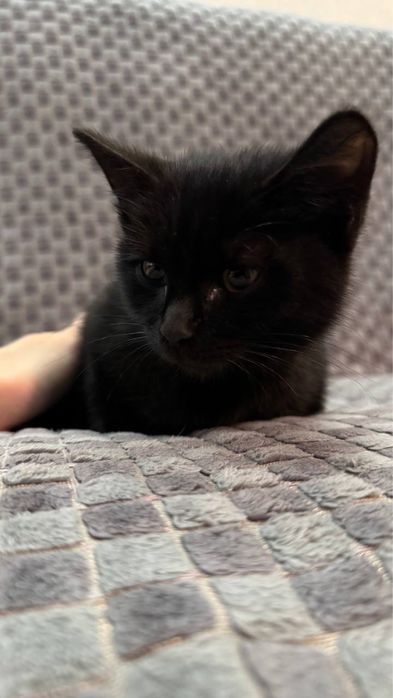Котенок мальчик ищет добрых хозяев
