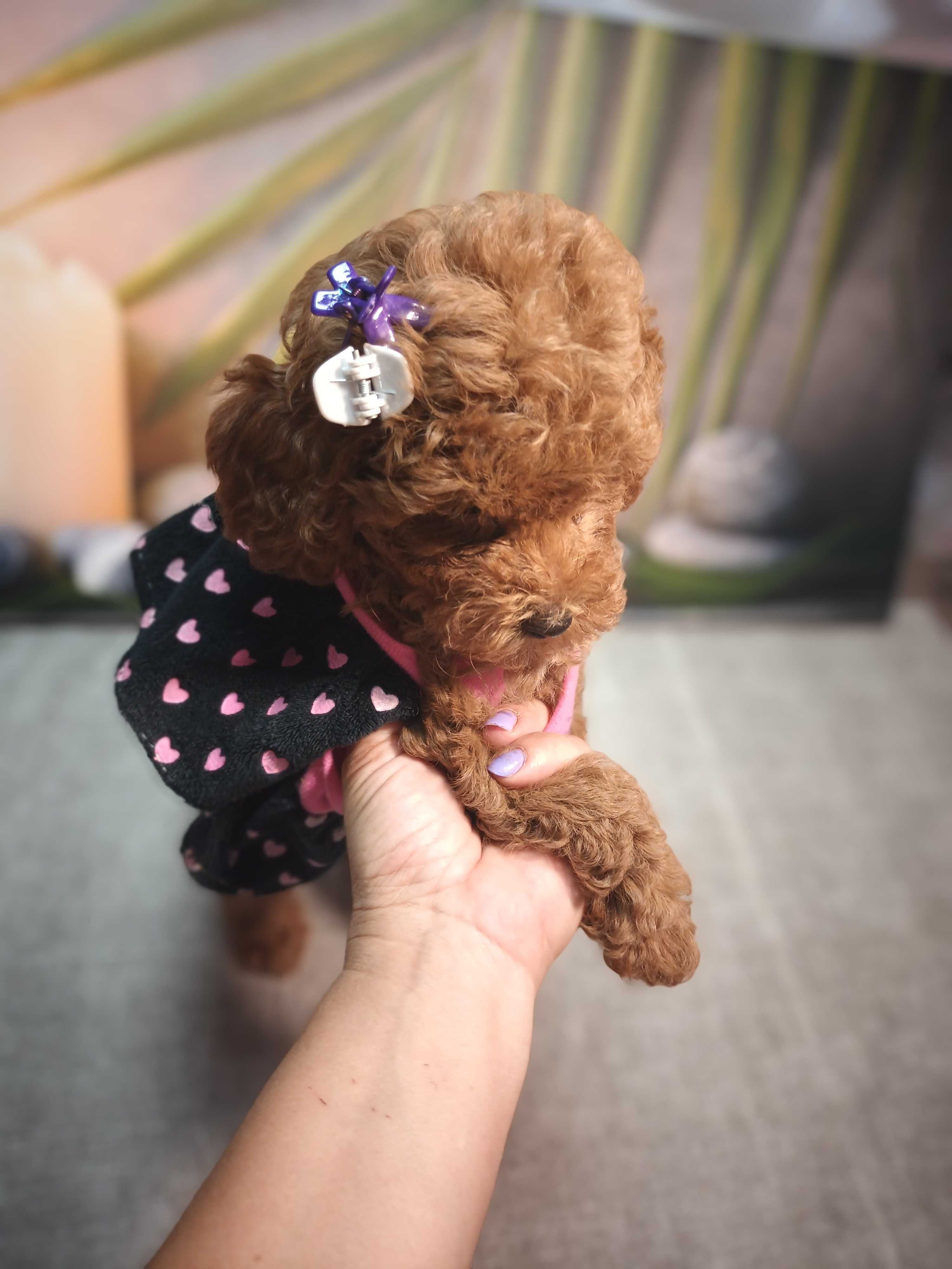 Пуделчета Той Poodle Toy