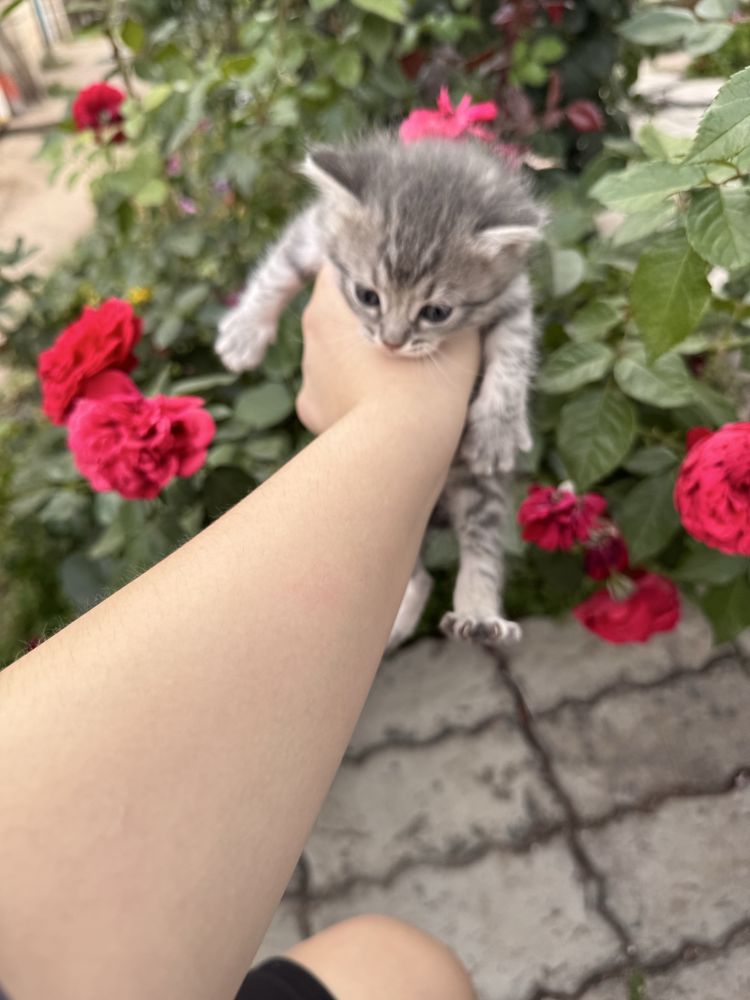 Котята 1 месяц 3 мальчика 1 девочка