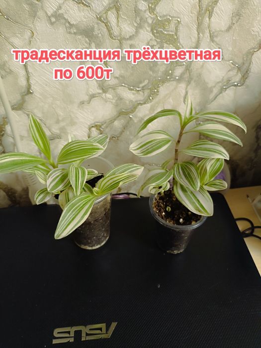 Комнатные растения