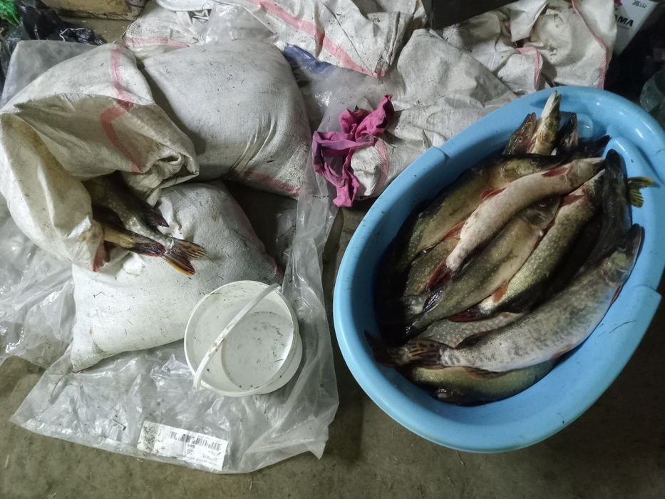 Щуки по 600тг/кг