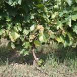 Struguri pentru vin sau must
