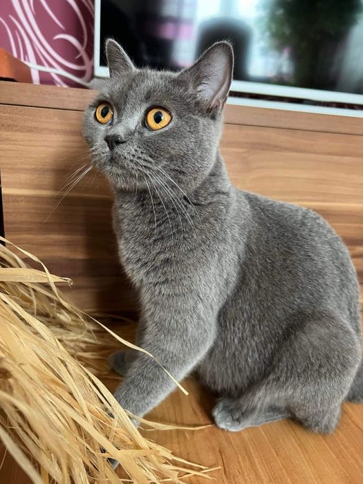 Британски късокосмести котета