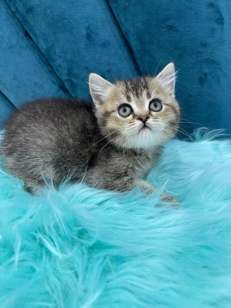 American shorthair puiut