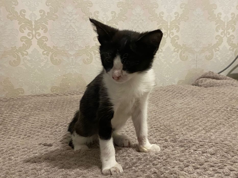 Котенок ищет любящий дом