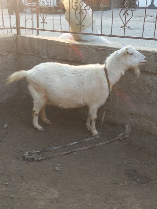 zanen echkisi sotladi