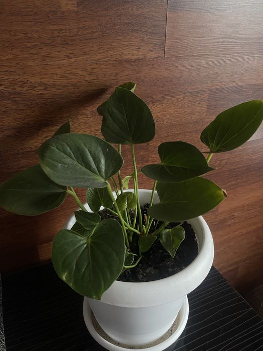 Антуриум ( мужское счастье)