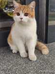 Котёнок Скотиш Страйт 7 месяцев